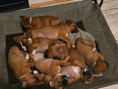 IKC Registered (pending) Premium Chunky Boxer puppies in Cork
