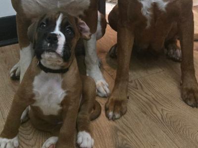 IKC Registered (pending) Premium Chunky Boxer puppies in Cork