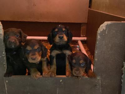Quality Cocker Spaniel puppies in Offaly