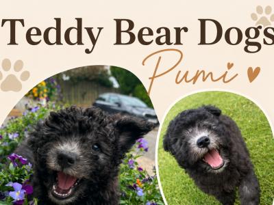 Adorable IKC Registered Pumi puppies! Super social *Rare Breed* in Wexford