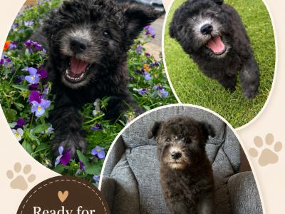 Adorable Pumi Puppies! Super social *Rare Breed*