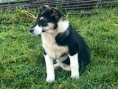 Border Collie puppies 8 months old for sale in Mallow Co. Cork - €300