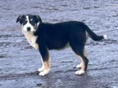 Border Collie puppies 8 months old for sale in Mallow Co. Cork - €300