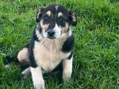 Border Collie puppies 8 months old for sale in Mallow Co. Cork - €300