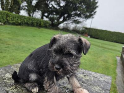 Miniature  Schnauzer puppies in Wexford