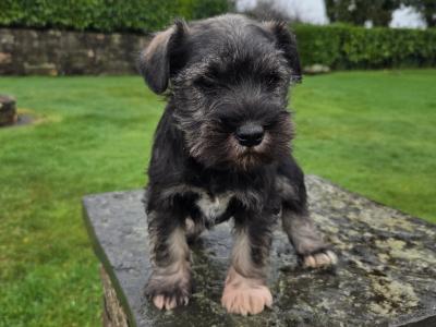 Miniature  Schnauzer puppies in Wexford