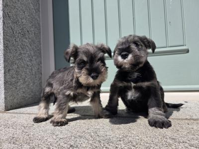 Miniature  Schnauzer puppies in Wexford