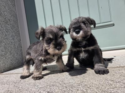 Miniature  Schnauzer puppies in Wexford