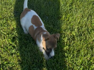 Gorgeous female Jack Russell puppy for sale in Tipperary