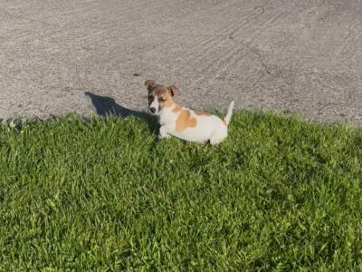 Gorgeous female Jack Russell puppy for sale in Tipperary