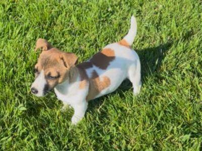 Gorgeous female Jack Russell puppy for sale in Tipperary
