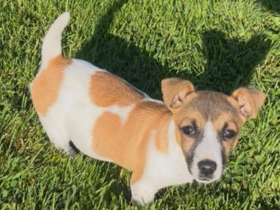 Gorgeous female Jack Russell puppy for sale in Tipperary