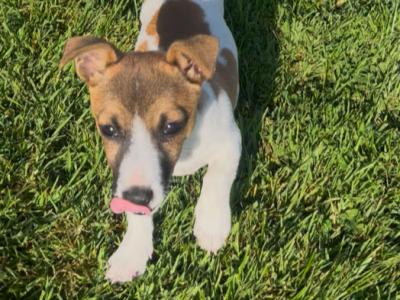 Gorgeous female Jack Russell puppy for sale in Tipperary