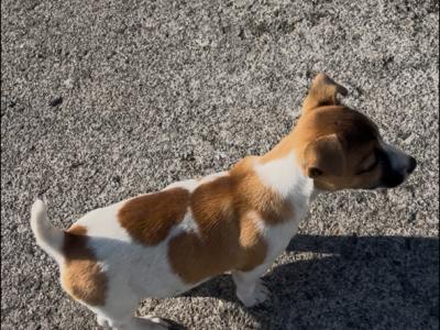 Gorgeous female Jack Russell puppy for sale in Tipperary