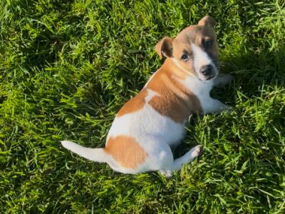 Gorgeous female Jack Russell puppy for sale in Tipperary
