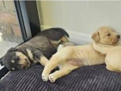 Labrador x Siberian Husky puppies in Wexford