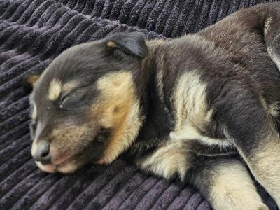 Labrador x Siberian Husky puppies in Wexford