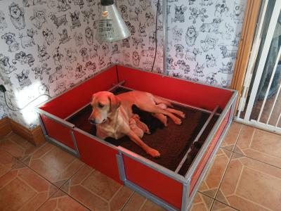 IKC Registered (pending) Pedigree Labrador puppies in Mayo