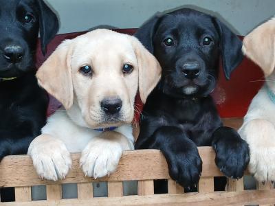 IKC Registered (pending) Pedigree Labrador puppies in Mayo