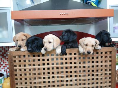 IKC Registered (pending) Pedigree Labrador puppies in Mayo