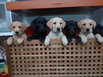 IKC Registered (pending) Pedigree Labrador puppies in Mayo