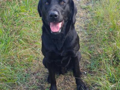 IKC Registered (pending) Pedigree Labrador puppies in Mayo