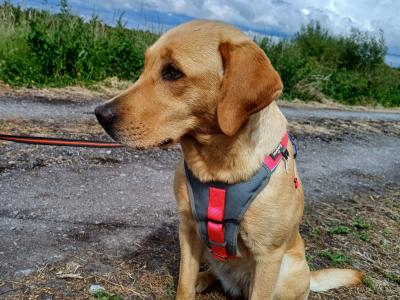 IKC Registered (pending) Pedigree Labrador puppies in Mayo