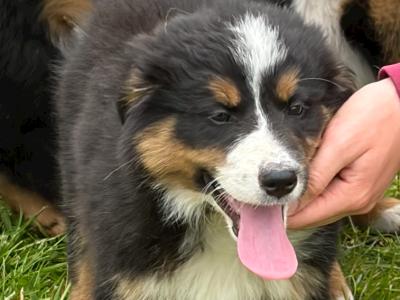 Fabulous Golden Mountain (Bernese Mountain Dog x Golden Retriever) puppies for sale in Cavan!