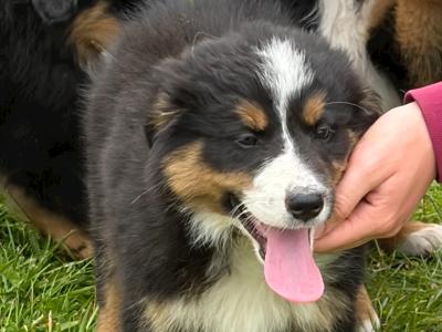 Fabulous Golden Mountain (Bernese Mountain Dog x Golden Retriever) puppies for sale in Cavan!