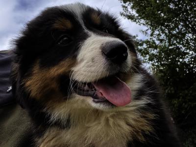 Fabulous Golden Mountain (Bernese Mountain Dog x Golden Retriever) puppies for sale in Cavan!