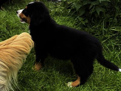 Fabulous Golden Mountain (Bernese Mountain Dog x Golden Retriever) puppies for sale in Cavan!
