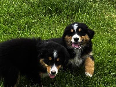 Fabulous Golden Mountain (Bernese Mountain Dog x Golden Retriever) puppies for sale in Cavan!