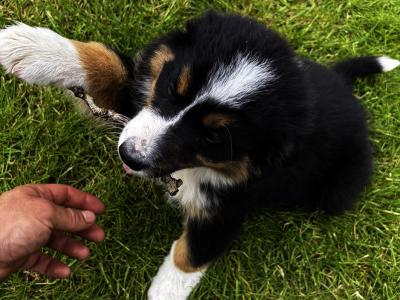 Fabulous Golden Mountain (Bernese Mountain Dog x Golden Retriever) puppies for sale in Cavan!