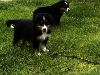 Fabulous Golden Mountain (Bernese Mountain Dog x Golden Retriever) puppies for sale in Cavan!