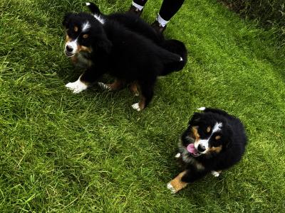 Fabulous Golden Mountain (Bernese Mountain Dog x Golden Retriever) puppies for sale in Cavan!
