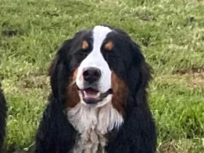 Fabulous Golden Mountain (Bernese Mountain Dog x Golden Retriever) puppies for sale in Cavan!
