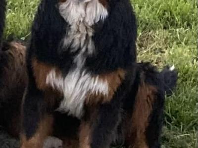 Fabulous Golden Mountain (Bernese Mountain Dog x Golden Retriever) puppies for sale in Cavan!