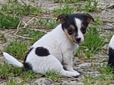 Jack Russell puppies in Kerry