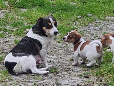 Jack Russell puppies in Kerry