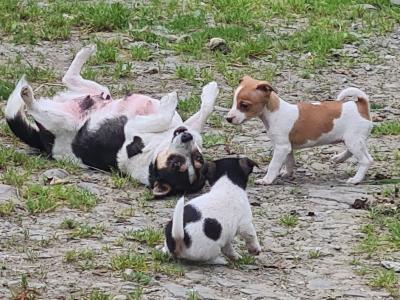 Jack Russell puppies in Kerry