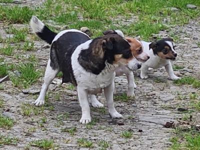 Jack Russell puppies in Kerry