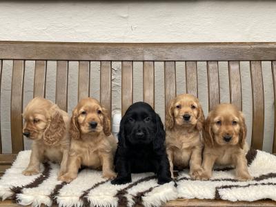 IKC Registered Cocker Spaniel puppies in Laois