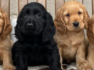 IKC Registered Cocker Spaniel puppies in Laois