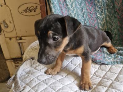 Beautiful Jack Russell puppies in Wexford