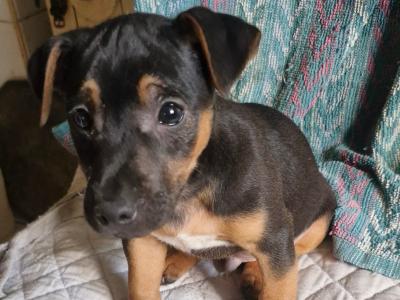 Beautiful Jack Russell puppies in Wexford
