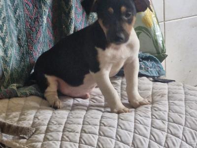 Beautiful Jack Russell puppies in Wexford
