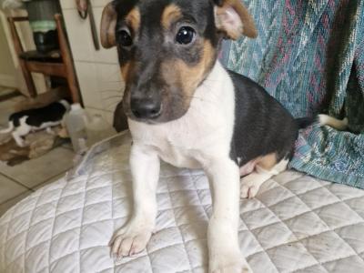 Beautiful Jack Russell puppies in Wexford