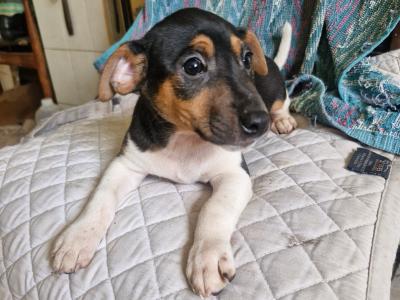 Beautiful Jack Russell puppies in Wexford
