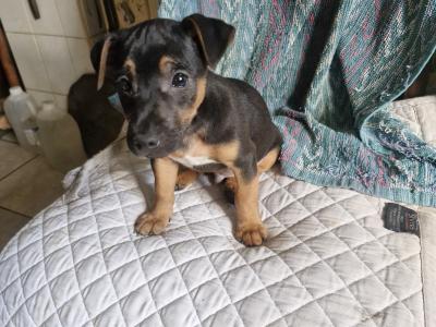 Beautiful Jack Russell puppies in Wexford