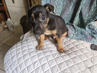 Beautiful Jack Russell puppies in Wexford